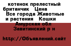 котенок прелестный британчик › Цена ­ 12 000 - Все города Животные и растения » Кошки   . Амурская обл.,Завитинский р-н